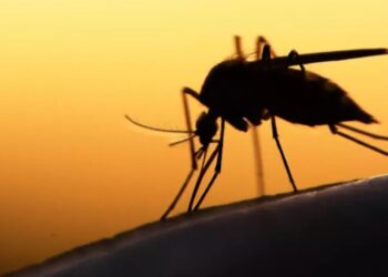 Egypte : l’OMS annonce ce 20 octobre l’éradication totale du paludisme dans ce pays de l’Afrique du Nord