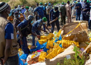 Kankan : Les autorités procèdent à l&rsquo;incinération de 800 kg de boules de chanvre indien et 135 paquets de tramadoles