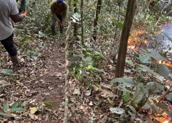 Incendie dans la forêt classée de Ziama : une catastrophe écologique