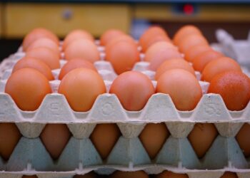 États-Unis: Face à une importante pénurie d&rsquo;œufs, le prix moyen de la boîte de douze œufs a progressé de près de 65%