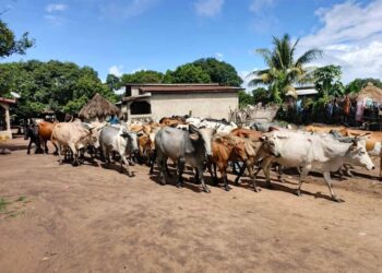 Guinée: Opération de déguerpissement transhumant irrégulièrement installés sur le territoire national 