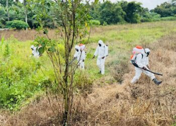 Riposte face aux ravageurs à N’Zérékoré : L&rsquo;Etat agit pour protéger les cultures 