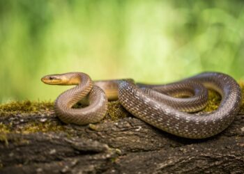 Journée Mondiale des serpents: Une occasion pour attirer l&rsquo;attention du public sur la place de ces reptiles dans la faune sauvage