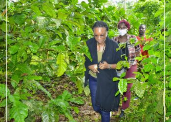 Lancement officiel de la saison touristique 2025 : les chimpanzés de Bossou, un atout majeur pour la destination Guinée