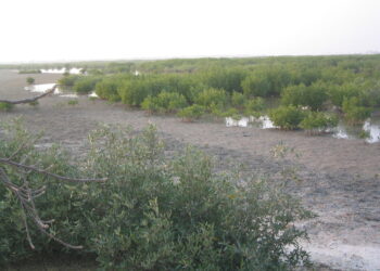 La Journée internationale de l&rsquo;écosystème des mangroves : Des actions communes pour la préservation de ces écosystèmes uniques dans le monde 