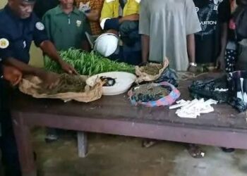 Lutte contre la criminalité transfrontalière: plusieurs individus ont été interpellés en possession de drogues et des plants de cannabis dans la sous-préfecture de Maferinyah