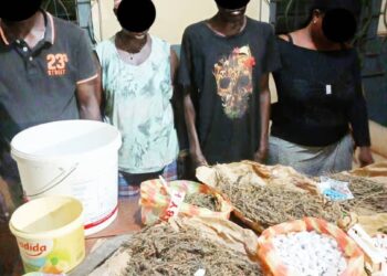 Lutte contre la drogue: 516 boules de chanvre indien, soit environ 2 kilogrammes ont été saisies à Koundara