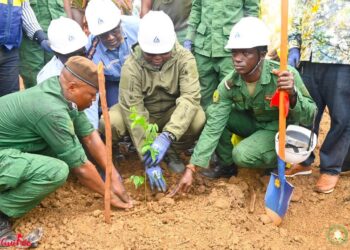 Reboisement: le secteur minier s&rsquo;implique dans le processus à Boffa pour la restauration de 21,45 hectares 