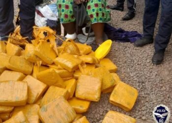 Guinée: Saisie de 62 kg de chanvre indien à Kambmsar 