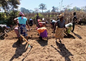 Faranah: GT2050, aménage un site de production de pépinière au profit du Groupement d’Intérêt Économique de Sabou Gnouma de Beindou
