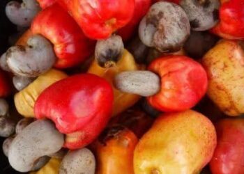 Côte d’Ivoire : baisse de 6 % du prix minimum bord champ de la noix de cajou en 2026