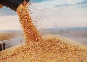 L’Inde reprendra ses exportations de blé en 2026, après plus de 3 ans d’absence