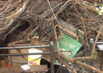Drame à Coleah : un arbre s’effondre et tue un jeune gérant de kiosque Guinée Games
