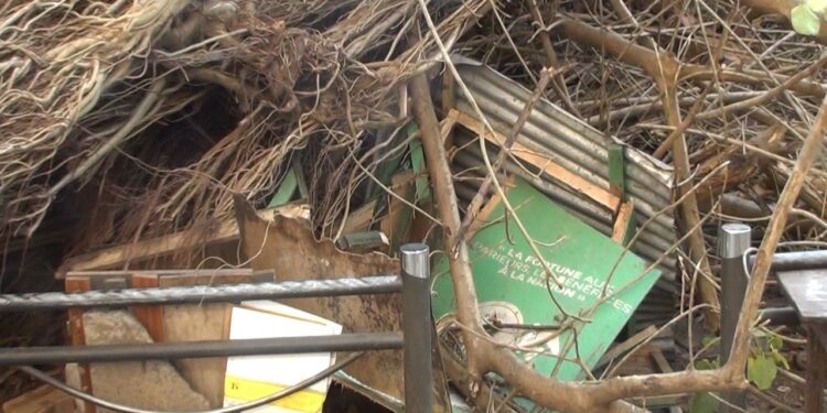 Drame à Coleah : un arbre s&rsquo;effondre et tue un jeune gérant de kiosque Guinée Games