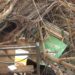 Drame à Coleah : un arbre s&rsquo;effondre et tue un jeune gérant de kiosque Guinée Games