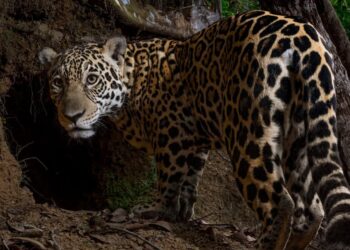 Journée mondiale de la vie sauvage: plus d&rsquo;un million d&rsquo;espèces de flore et de faune sauvages sont actuellement menacées d&rsquo;extinction, d&rsquo;après les Nations Unies 