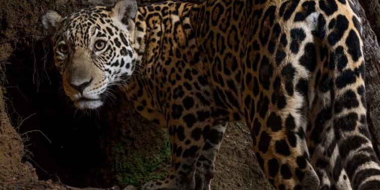 Journée mondiale de la vie sauvage: plus d&rsquo;un million d&rsquo;espèces de flore et de faune sauvages sont actuellement menacées d&rsquo;extinction, d&rsquo;après les Nations Unies 