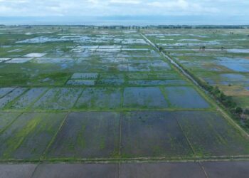 Koba: le Ministre de l’Agriculture donne un nouvel élan à la production de semences de riz hybride