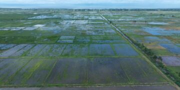 Koba: le Ministre de l’Agriculture donne un nouvel élan à la production de semences de riz hybride
