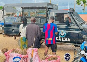 Lola: 120 kg de cannabis saisis par la Police et trois personnes interpellées