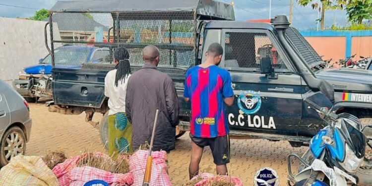 Lola: 120 kg de cannabis saisis par la Police et trois personnes interpellées